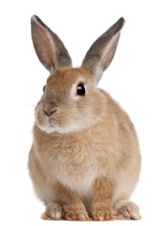 Bunny rabbit sitting in front of white background