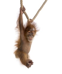 Baby Sumatran Orangutang (4 months old), hanging on a rope, studio shot, in front of a white background