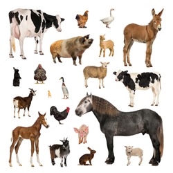 Large collection of farm animal, in different position, Isolated on white background.