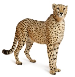 Cheetah, Acinonyx jubatus, 18 months old, standing in front of white background