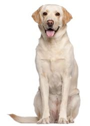 Labrador Retriever, 4 years old, sitting in front of white background