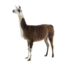 Lama - Lama glama in front of a white background
