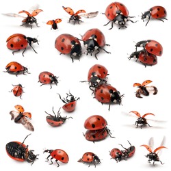 Collection of Seven-spot ladybirds, Coccinella septempunctata, in front of white background