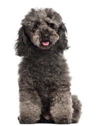 Poodle, 3 years old, sitting in front of white background