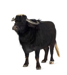 Domestic Asian Water buffalo - Bubalus bubalis in front of a white background