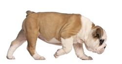 English Bulldog puppy, 2 months old