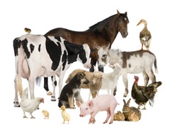 Group of Farm animals: horse, cow, pig, dog, hen, chick, rabbit, duck, turkey, donkey