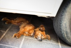 mongrel dog with cools down in the shade of a car on a hot day