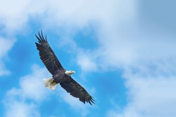 American bald eagle circling in the air