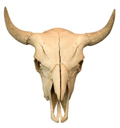 Cow skull isolated on the white background