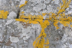 Yellow lichen on gray rock for background or wallpaper