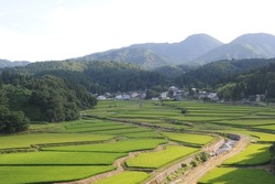 Lush green terrace rice paddies and fields in Akita prefecture, Tohoku region, northern Japan, Asia