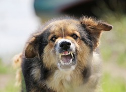 Aggressive dog showing the sharp teeth