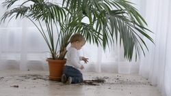 Amusing little child take out soil from flower pot , dirty home floor, boring 