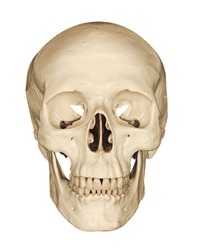 Medical model of a human skull isolated against a white background often used in colleges and universities for teaching anatomical science