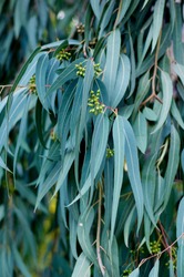 leaf of eucalyptus