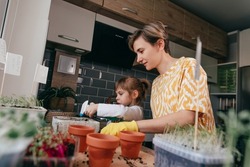 Little girl with mother watering planting beet seeds in the kitchen. Home planting of edible microgreen. Selective focus.