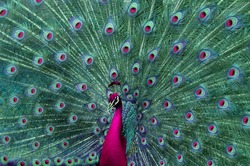 A colorful peacock.