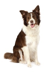Beautiful brown and white color Collie border breed dog, three years old, sitting and looking at camera isolated on white background