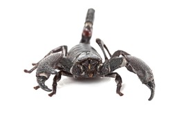 Front view of Emperor Scorpion (Pandinus imperator) isolated on white background