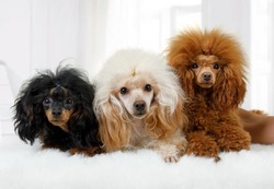 Three Toy Poodle dogs of different colors lying on a fluffy rug in the living room