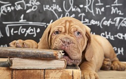 Puppy of Dogue de Bordeaux (French mastiff) chewing a book 