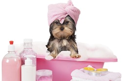 Funny Yorkshire terrier dog taking a bath isolated on white background
