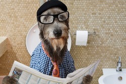 Humorous picture of a Irish wolfhound dog dressed in a hat, glasses and shirt, sitting on the crapper reading the newspaper