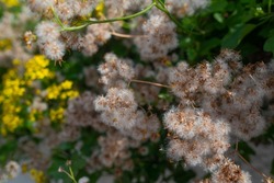 Cape ivy fluffy white dandelion-like seeds closeup on blurred yellow flowers background. Summer nature wallpaper. Climbing groundsel or senecio angulatus. Creeping succulent flowering plant