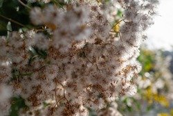 Small cape ivy fluffy white dandelion-like seeds closeup against the sun. Summer nature wallpaper. Climbing groundsel or senecio angulatus. Creeping succulent flowering plant