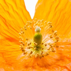A close-up of the centre of an orange Welsh poppy.