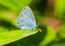 A macro shot of a holly blue butterfly sitting on a green leaf.