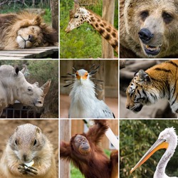 a collage photo of some wild animals