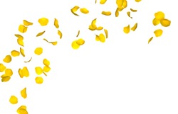 Yellow rose petals fly in a circle. The center free space for Your photos or text