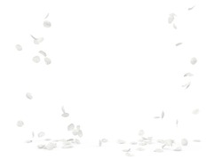 Rose white petals fly and fall to the floor. Isolated white background