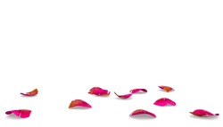 The ribbed rose petals lying on the floor. White isolated background