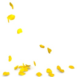 Yellow rose petals flying on the floor. Isolated white background