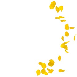 Yellow rose petals scattered on the floor in a semi-circle. There is a place for Your text or photo
