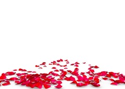 Red rose petals scattered on the floor. Isolated background