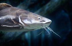 Close up headshot of a red tail catfish swimming