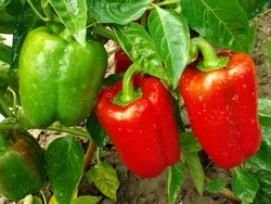 red and green peppers growing in the garden