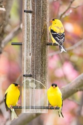 American Goldfinch on a niger feeder in an blooming ornamental apple tree