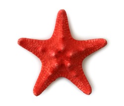Red sea star isolated on white background
