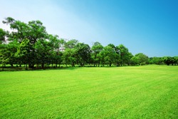 Sunny Meadow with green grass and large trees in the park.