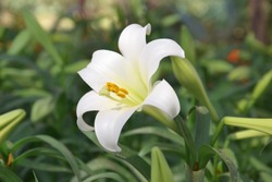 close up of lily flower