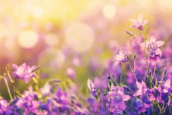 Colorful floral background with beautiful bells in the sunlight.