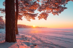 Tall pine tree in the evening sunlight near frosty lake. Lake covered with snow. Clear colorful sky at winter dusk. Snowy christmas park. Fairy winter background.