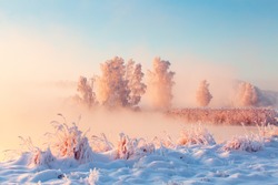 Beautiful winter morning landscape. Tall frosty trees covered with frost on riverside. Pink fog over snowy meadow at sunrise. Christmas or New Yaer holiday background. Sunny xmas nature.
