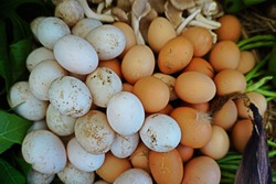 Egg is an oval or rounded body surrounded by a shell by duck or chicken that is eaten as food. Shell of duck egg is white and larger by dimension, chicken is brown and smaller.