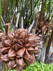 Globular fruit cluster of the nipa palm. Its fruits grow in a cluster. When young, its seeds are soft, juicy, edible, and taste almost likes coconut meats.